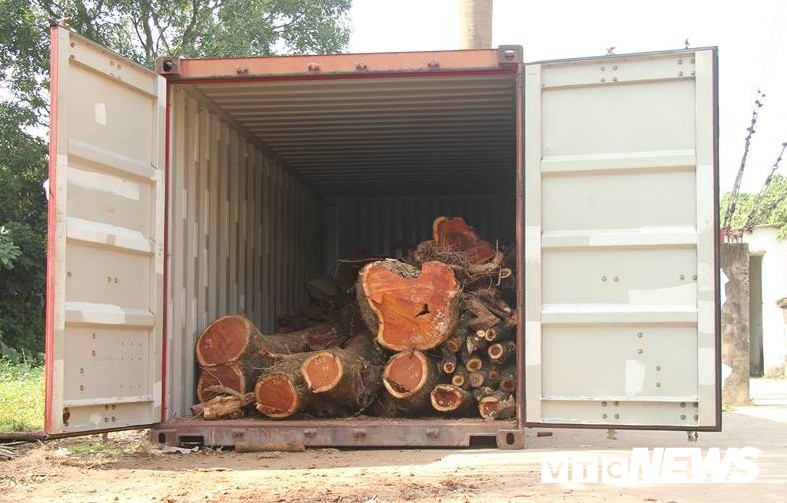 Để đảm bảo số gỗ sưa không bị kẻ gian lấy trộm, dân làng đã đầu tư mua thùng container có giá 40 triệu đồng để cất giữ. Tuy nhiên, trưởng thôn Phụ Chính vẫn lo ngại không đảm bảo an toàn nên ông đang định đề xuất sử dụng thép B40 để quấn quanh thùng container.