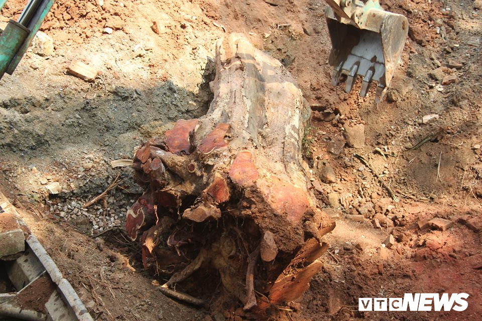 Công nhân phải dùng đến máy cẩu mới đưa được thân cây sưa lên trên. 