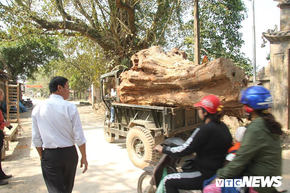 Đoạn gốc, rễ cây sưa được đưa lên xe công nông để chở về nhà văn hóa thôn.