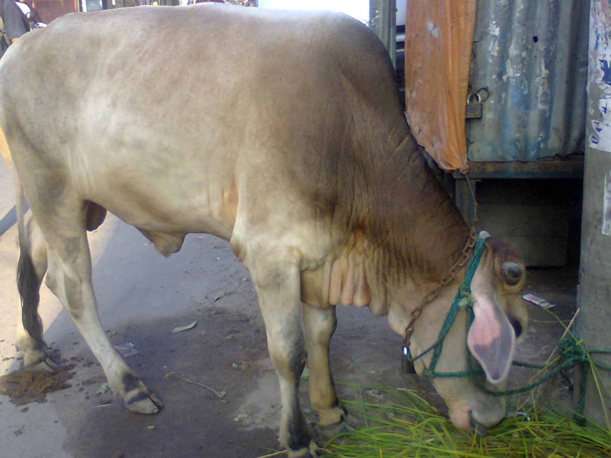 Anh: Can canh nha tho Hoi giao duy nhat tai Ha Noi-Hinh-11