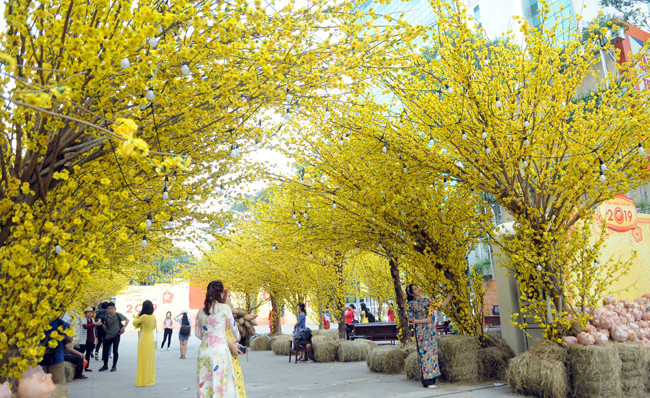 Phố ông Đồ và đường mai vàng là không gian đặc sắc nằm trong Lễ hội Tết Việt 2019 do Nhà Văn hóa Thanh niên TP Hồ Chí Minh tổ chức. 