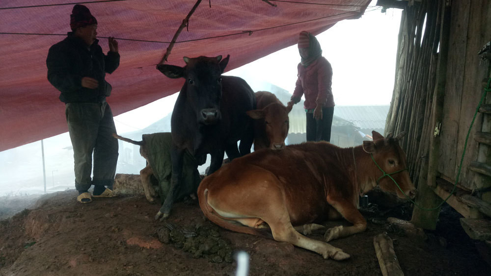 Trong cái lạnh cắt da, cắt thịt, đồng bào vùng cao xã Co Mạ, huyện Thuận Châu dùng chăn màn và nhóm lửa giữ ấm cho gia súc