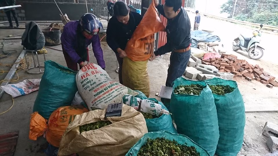 Dân chở đến bao nhiêu, thương lái đều thu mua hết.