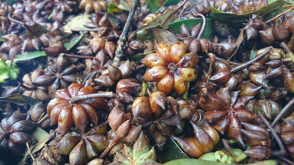 Đời sống người dân tất cả trông cậy vào giá cả cây hồi.