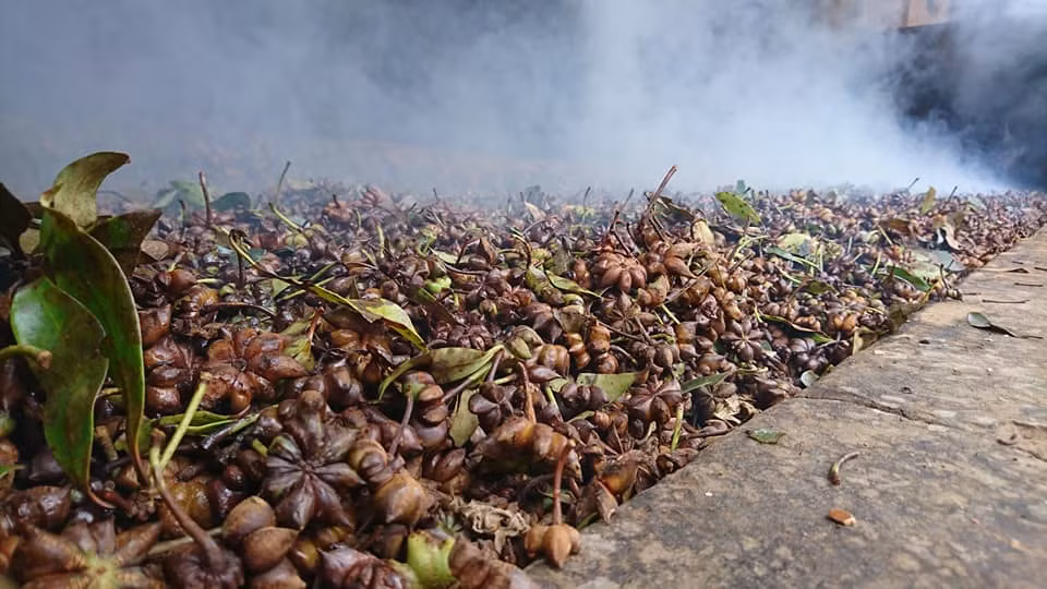 Để đảm bảo hoa hồi được sấy chất lượng chuẩn nhất.