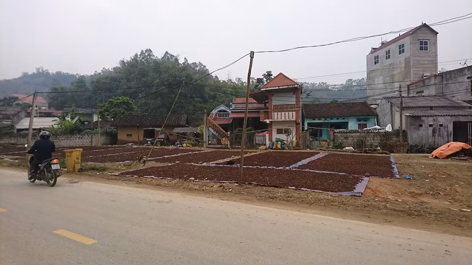 Hoa hồi phơi dọc 2 bên đường.