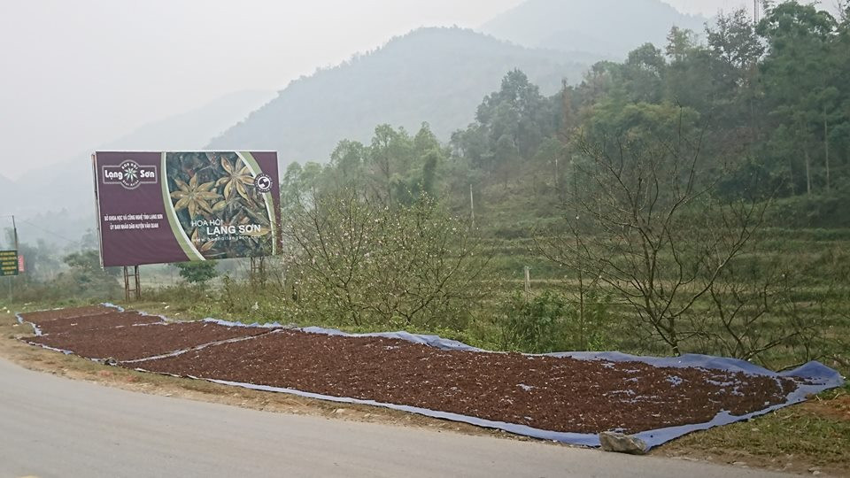 Hoa hồi đã trở thành chỉ dẫn địa lý của tỉnh Lạng Sơn.