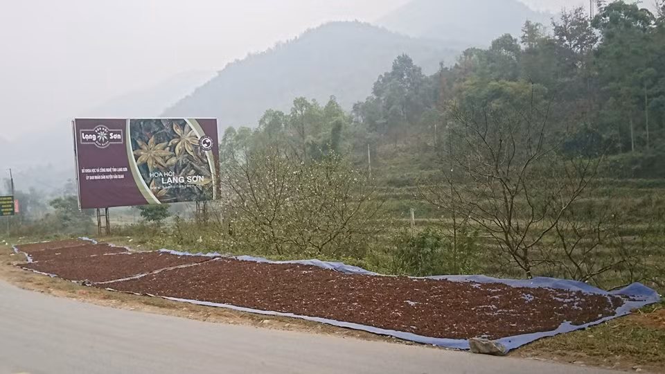 Hoa hồi đã trở thành chỉ dẫn địa lý của tỉnh Lạng Sơn.