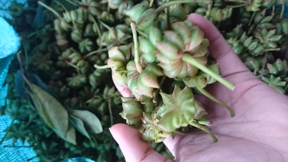  Thương lái thu mua hoa hồi khô để phơi nắng hoặc sấy khô mới xuất khẩu ra nước ngoài.