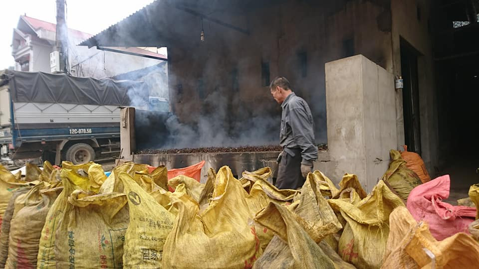 Hoa hồi mua xong được đem sấy đỏ lửa suốt cả ngày lẫn đêm.