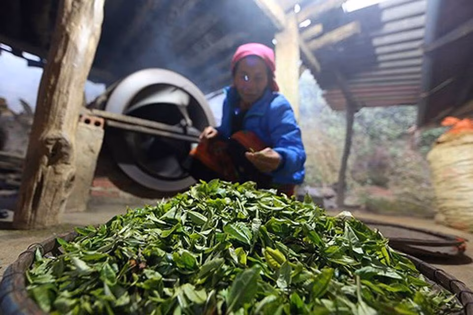 Doc dao nhung cay che khong lo 500 nam tuoi giua bien may Ta Xua-Hinh-6