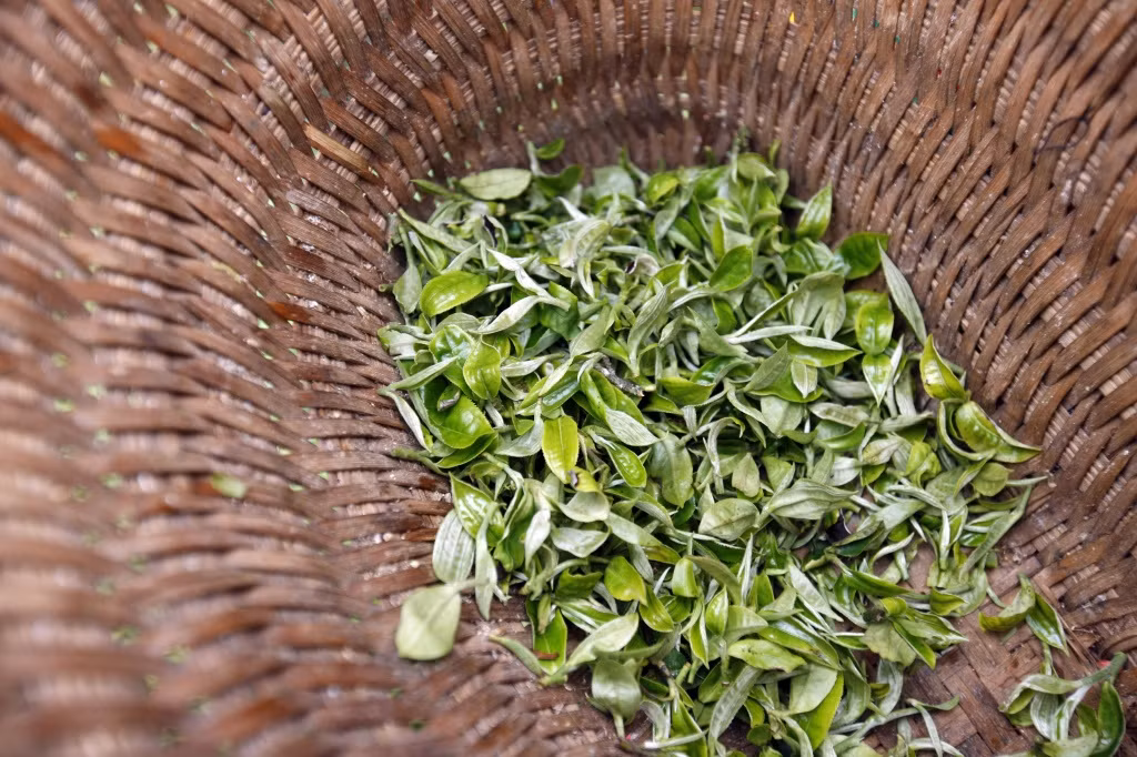 Doc dao nhung cay che khong lo 500 nam tuoi giua bien may Ta Xua-Hinh-5