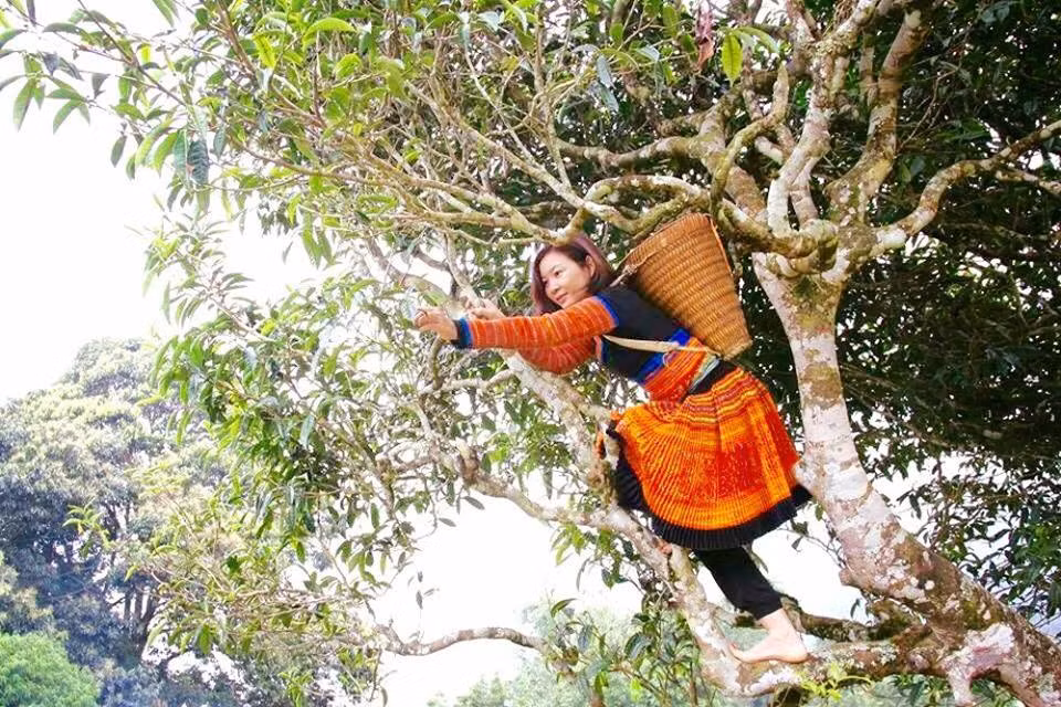 Doc dao nhung cay che khong lo 500 nam tuoi giua bien may Ta Xua-Hinh-4