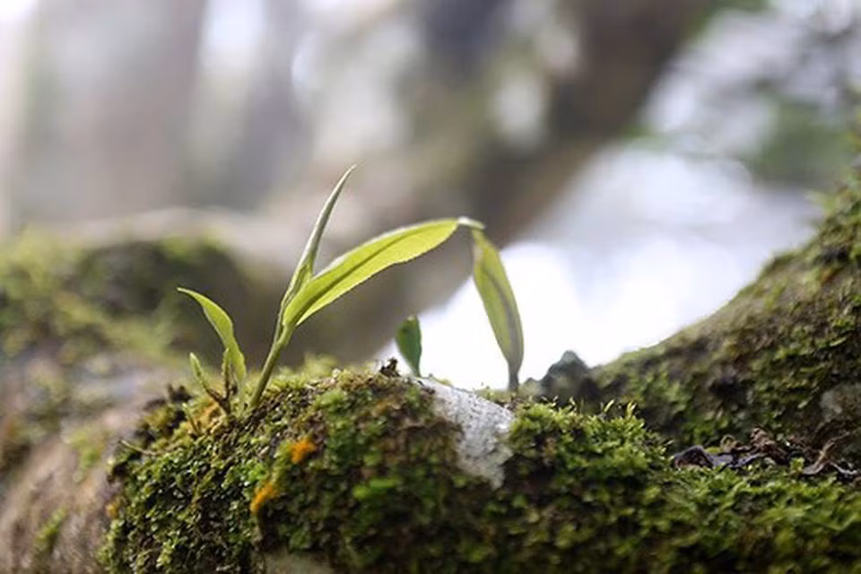Doc dao nhung cay che khong lo 500 nam tuoi giua bien may Ta Xua-Hinh-3