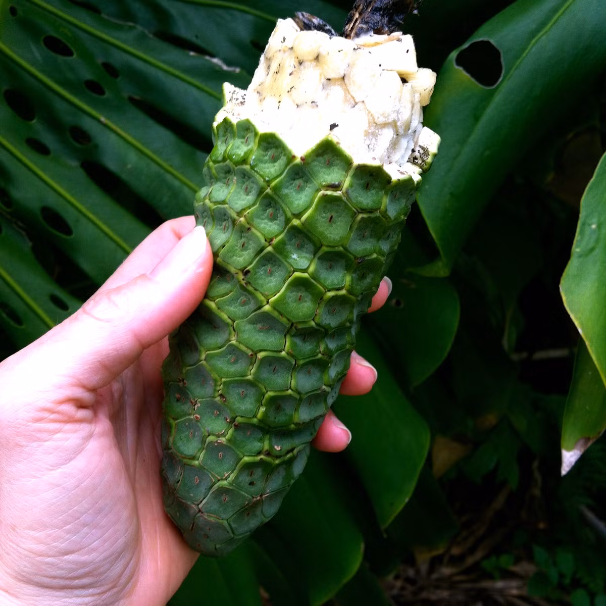 Được mệnh danh là “quái vật của các loại quả”, Monstera deliciosa có độ dài khoảng 30cm với vỏ ngoài bao phủ bởi lớp vỏ với nhiều mắt hình lục giác nhỏ.