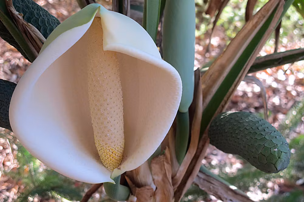 Ngoài hình dáng quả độc, lạ, cây cũng cho hoa đẹp mắt để làm đẹp không gian sống. Tuy nhiên, với những cây thường để trong nhà lâu ngày, tỉ lệ ra hoa sẽ ít hơn trồng ở sân vườn.