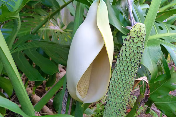 Những bông hoa lạ mắt, có kích thước từ 20,3-30,5 cm, màu trắng kem, mùi thơm dịu. Trái Monstera deliciosa nằm bên trong cánh hoa giống hệt một bắp ngô non.