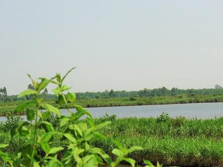 Với vị trí độc đáo, dự án hội tụ những lợi thế vượt trội về giao thông, cảnh quan thiên nhiên và đặc biệt là hệ sinh thái đa dạng. Ảnh: một góc đảo Vũ Yên.