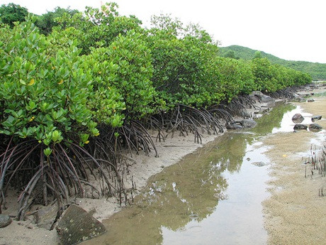 Dự án tại đảo Vũ Yên được đánh giá là một trong những dự án hạ tầng hiện đại, góp phần tạo công ăn việc làm cho người dân địa phương. Đây không phải lần đầu tập đoàn này khởi công những dự án "khủng".