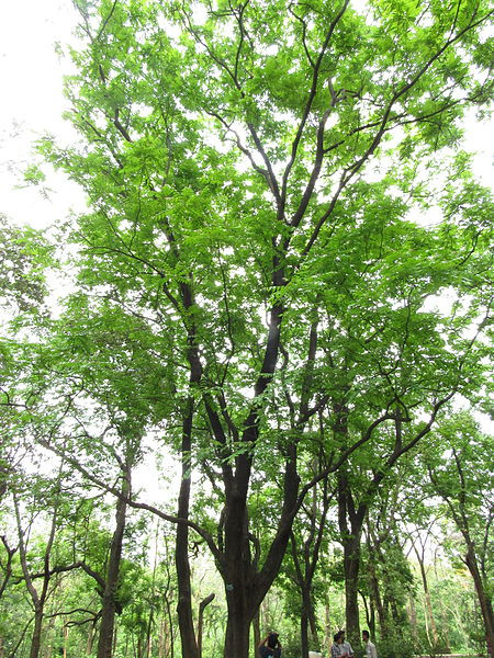 Các vườn ươm ngoại thành Hà Nội thường cung cấp cây lát hoa các loại đường kính gốc từ 8-10cm và 12-15cm.