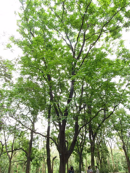 Các vườn ươm ngoại thành Hà Nội thường cung cấp cây lát hoa các loại đường kính gốc từ 8-10cm và 12-15cm.