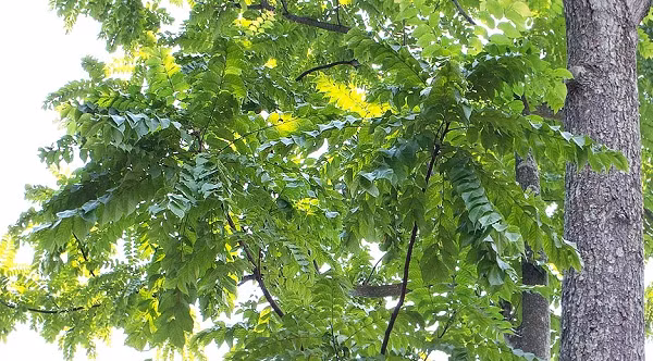 Thân lát hoa thẳng, gốc có bạnh vè lớn, cành rậm, vỏ thân mầu nâu nhạt rạn nứt dọc.