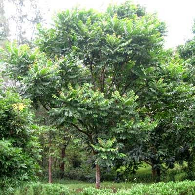 Ngoài giá trị về kinh tế, trong Đông y, người ta dùng vỏ cây lát hoa để hạ sốt.