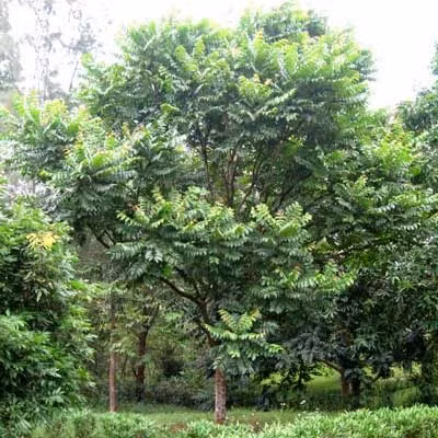 Ngoài giá trị về kinh tế, trong Đông y, người ta dùng vỏ cây lát hoa để hạ sốt.