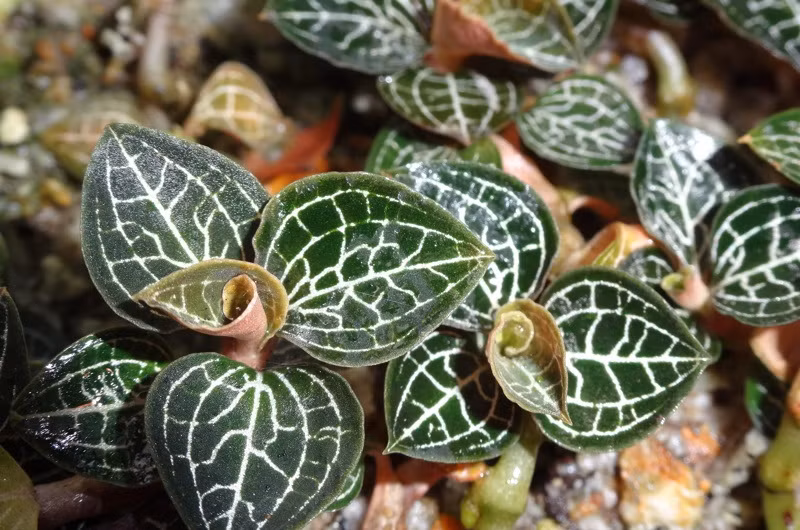 Chính vì vậy, không ít người dân ở các vùng núi Hoàng Liên Sơn không ngại leo lên vách núi cheo leo để tìm loại dược liệu quý này. Nguồn ảnh: Nuoitrong123.