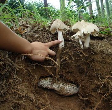 Nấm mối được nhà hàng, thương lái thu mua với giá 400.000 -500.000 đồng/kg, tại các thành phố lớn, nấm mối có thời điểm "sốt" giá tới 700.000 đồng/kg. Loại nấm này có tác dụng tốt cho người có bệnh huyết áp.