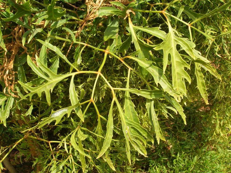 Đinh lăng cùng họ với nhân sâm, do đó, loài cây này có nhiều tác dụng cho sức khỏe. Đinh lăng được dùng chủ yếu là phần lá và rễ. Rễ đinh lăng được thu hái vào mùa đông, ở những cây đã có từ 4-5 tuổi trở lên, cỡ độ tuổi này, rễ mới có nhiều hoạt chất.