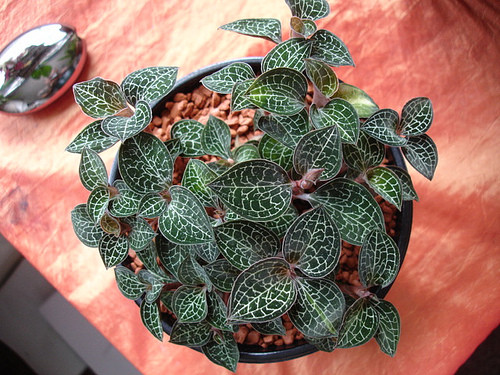 Cỏ kim tuyến là một trong những loại thảo dược quý, khó tìm. Chúng sống ở vách đá, khe suối hoặc bụi cây lớn độ cao trên 2000m. Có thời điểm chúng được lái thương Trung Quốc thu mua với giá 5 triệu đồng/kg. Nếu là cỏ nhung khô thì được lái thương Nhật thu mua với giá trên 100 triệu đồng/kg.