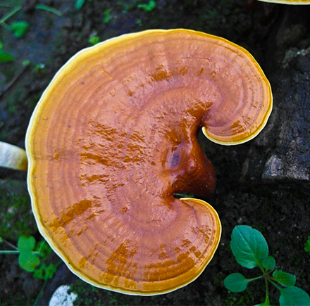 Được người dân kháo nhau công dụng với người bị bệnh gan, ung thư, nấm lim xanh (một loại nấm linh chi mọc trên cây lim xanh - một loại gỗ quý) được nhiều người săn lùng ráo riết, "thổi" giá bạc triệu.