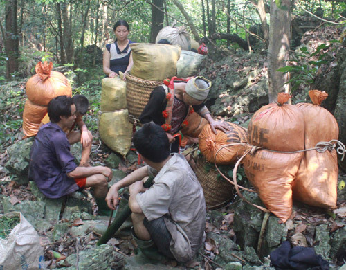 Không ít người dân lên núi tìm thằn lằn đá, bán được giá để tăng thu nhập. Giá mỗi kg dược thảo này dao động trên dưới 200.000 đồng. (Nguồn ảnh: VTC)