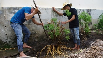 Các lái thương thu mua cả lá, thân, cành và rễ của cây. Theo thông tin trên Tiền Phong, lá đinh lăng tươi có giá 5.000 đồng/kg, lá khô 25.000 đồng/kg, thân làm giống 40.000 đồng/kg, rễ loại 4-6 kg có giá 200.000-250.000 đồng/kg, rễ trên 10 kg dao động 300.000-350.000 đồng/kg. Nguồn ảnh: Tiền Phong.