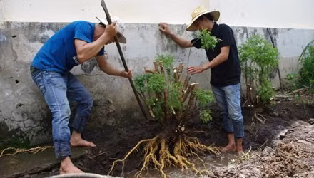 Các lái thương thu mua cả lá, thân, cành và rễ của cây. Theo thông tin trên Tiền Phong, lá đinh lăng tươi có giá 5.000 đồng/kg, lá khô 25.000 đồng/kg, thân làm giống 40.000 đồng/kg, rễ loại 4-6 kg có giá 200.000-250.000 đồng/kg, rễ trên 10 kg dao động 300.000-350.000 đồng/kg. Nguồn ảnh: Tiền Phong.