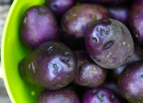 Thời gian trung bình từ 85 - 120 ngày kể từ khi trồng, khoai tây tím có thể cho thu hoạch. Độ dài của dây khoai từ 45-60cm.