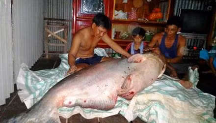 Cá tra dầu là một loài cá nước ngọt sống trong vùng hạ lưu sông Mê Kông. Với chiều dài cho đến 3 mét và trọng lượng có thể đến 300 kg cá tra dầu có thể xem là loài cá nước ngọt lớn nhất thế giới được biết đến. Ảnh người dân Đồng Tháp bắt được cá tra dầu nặng 135kg, bán với giá 50 triệu đồng (Ảnh: TP).