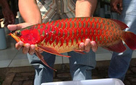 Cá huyết rồng của một người dân ngụ tại quận 9, TP HCM, trọng lượng khoảng 7kg, chiều dài chưa đến 1m từng được trả giá 300 triệu đồng song không bán.