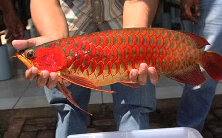Cá huyết rồng của một người dân ngụ tại quận 9, TP HCM, trọng lượng khoảng 7kg, chiều dài chưa đến 1m từng được trả giá 300 triệu đồng song không bán.