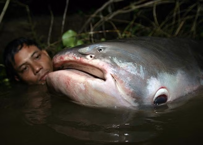 Đây là loài cá quý hiếm. Ngư dân miền Tây từng nhiều lần bắt được và bán với giá cao. Tùy vào trọng lượng của cá tra dầu, mức giá là khác nhau, dao động từ 15 – trên 50 triệu đồng.