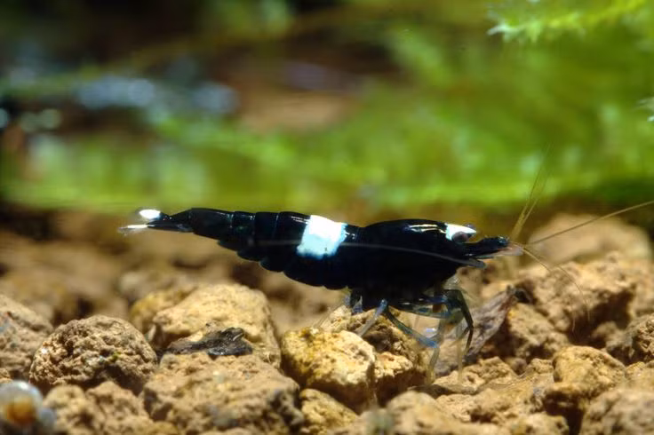 Con cái sẽ mang trứng trong khoảng 30 ngày trước khi nở. Các con tôm giống kích thước khoảng 1-2mm.