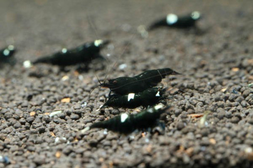 Thú chơi bạc triệu của không ít đại gia mê chơi sinh vật cảnh, hồ thủy sinh.