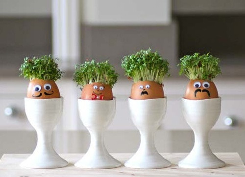 Một chút biến tấu khi trồng rau mầm, tạo ra chậu cảnh đáng yêu, sinh động.