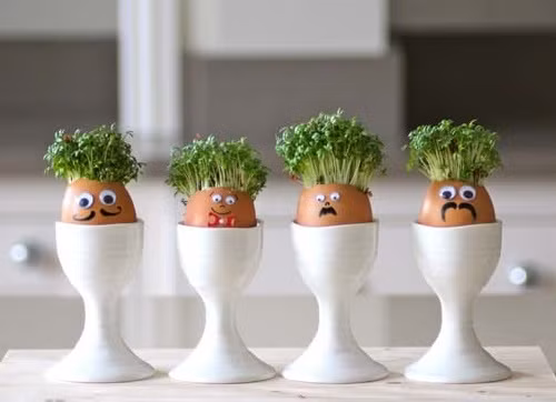 Một chút biến tấu khi trồng rau mầm, tạo ra chậu cảnh đáng yêu, sinh động.