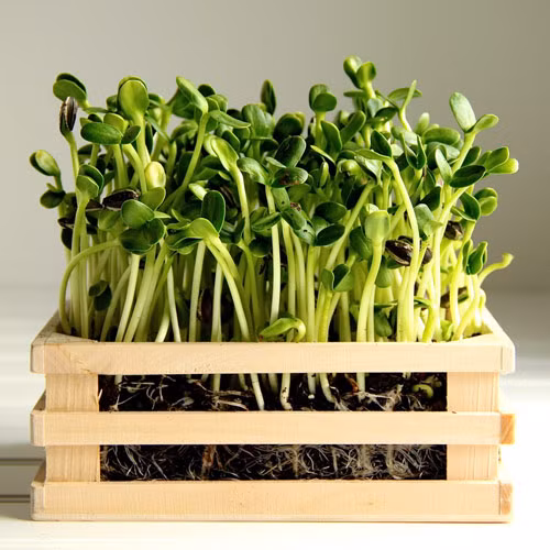 Bên cạnh đó, hạt giống các loại rau như củ cải trắng, đậu hà lan cũng chọn lên bàn làm cảnh.