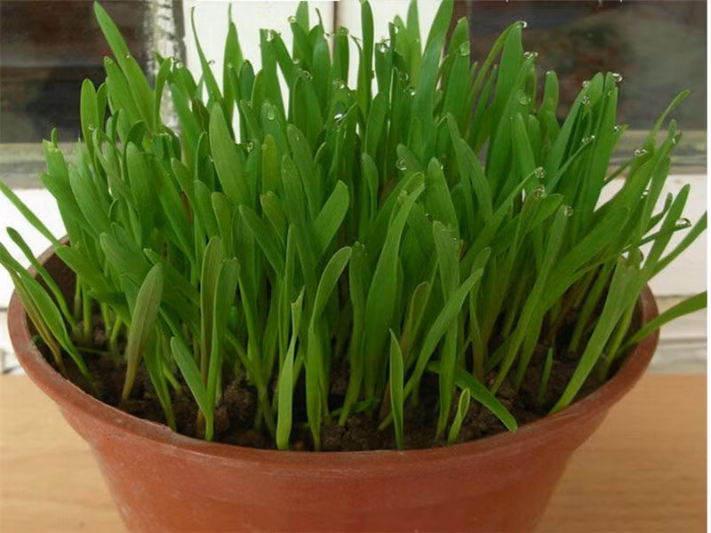 Cỏ lúa mỳ hữu cơ không chỉ trồng làm thức ăn cho chó, mèo, bổ sung chất mà chúng còn trồng làm cảnh rất đáng yêu.