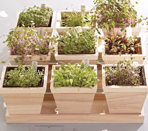 Cùng ngắm những chậu rau mầm nhỏ xinh ngon mắt, đẹp nhà.