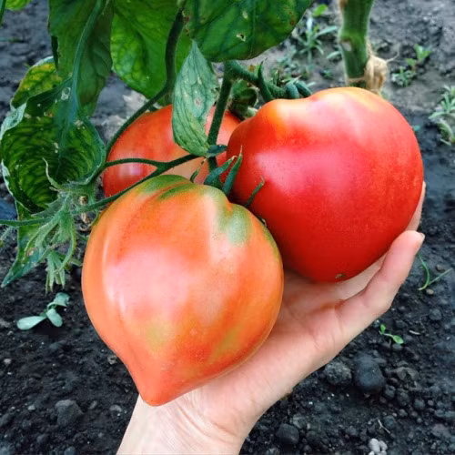 Ở Hà Nội, một shop hạt giống online đã rao bán hạt giống cà chua hình trái tim với giá 55.000 đồng/gói (12 hạt). Ngay khi thông tin này được đăng tải đã thu hút hơn 4000 lượt bấm like và theo dõi. Chỉ trong một ngày, trên website, thông tin cho thấy đã bán được gần 40 gói hạt giống.