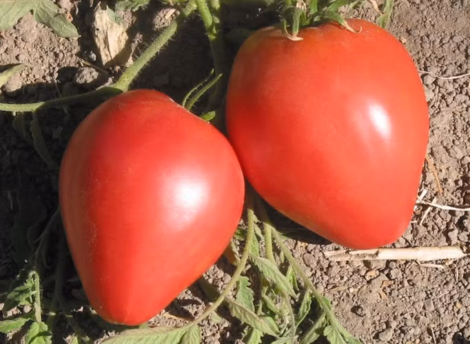 Ngay khi trồng cây non, cần tưới nước đầy đủ. Khoảng 7 – 10 ngày đầu tiên sau khi trồng, tưới đều đặn 500ml nước ấm 25 – 30oC cho cây mỗi ngày.